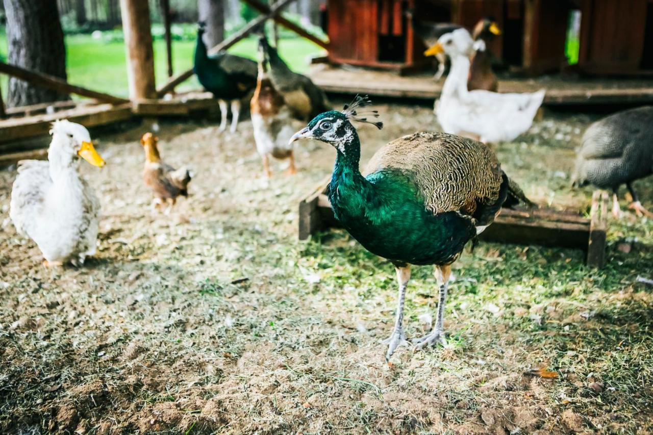 Отель Pirciupio Karcema Pirciupiai Экстерьер фото